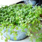 74bfce143ea6d165cdb89762ed6fe6fb_m